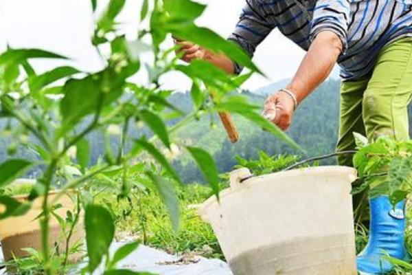 辣椒落叶的原因，营养、光照、温度不适均会导致