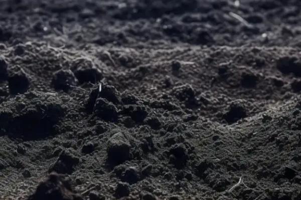 种香菜用什么土，应选择富含有机质的土壤