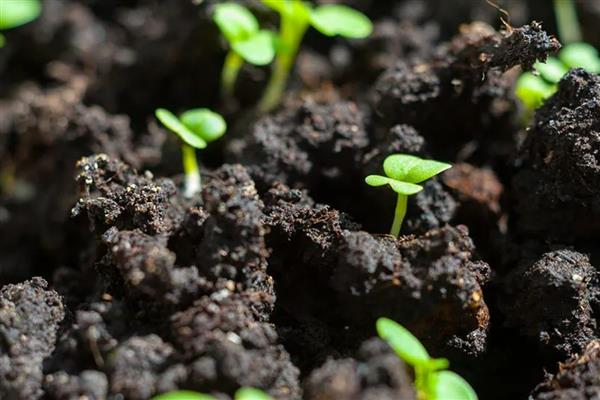 芥菜何时收获，春季播种经过1个月即可收获