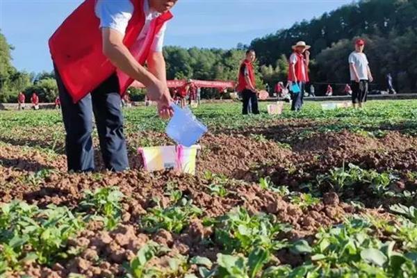 芥菜何时收获，春季播种经过1个月即可收获
