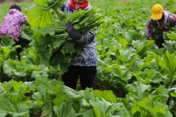 芥菜何时收获，春季播种经过1个月即可收获