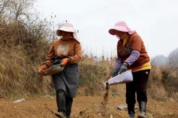 种香菜用什么土，应选择富含有机质的土壤