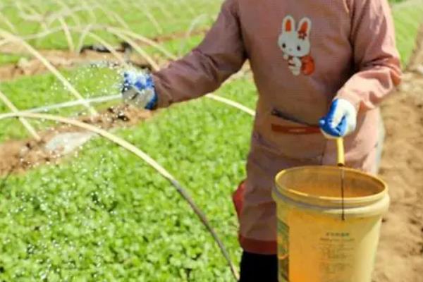 种香菜用什么土，应选择富含有机质的土壤