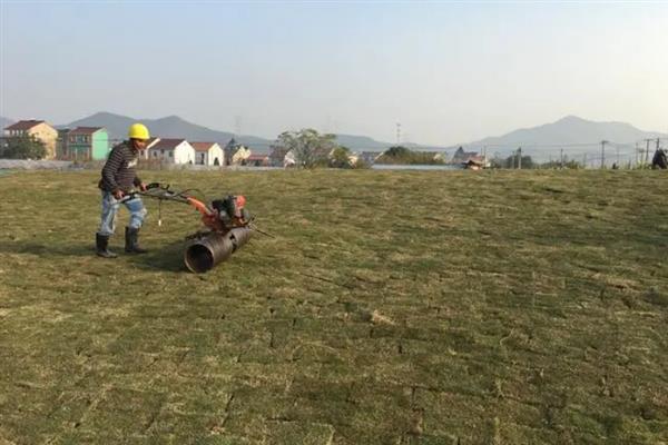 混播草籽是指哪三种，是指高羊茅、黑麦草和狗牙根