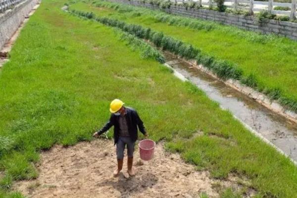 混播草籽是指哪三种，是指高羊茅、黑麦草和狗牙根