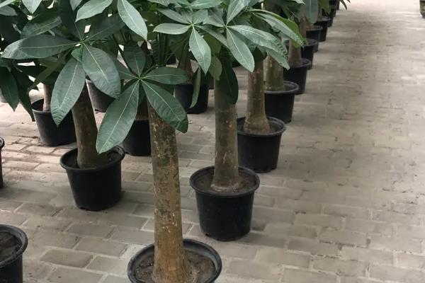 发财树只剩下树干还能不能发芽，若是枝干茂盛且健壮便还能发芽
