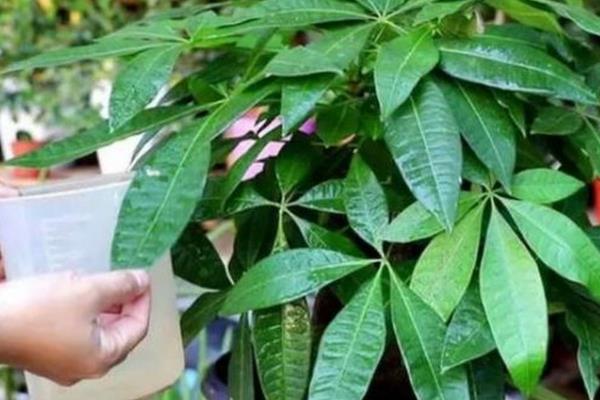 发财树只剩下树干还能不能发芽，若是枝干茂盛且健壮便还能发芽