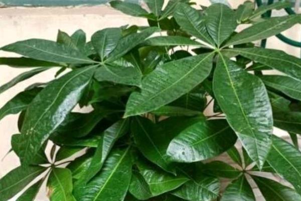 发财树只剩下树干还能不能发芽，若是枝干茂盛且健壮便还能发芽