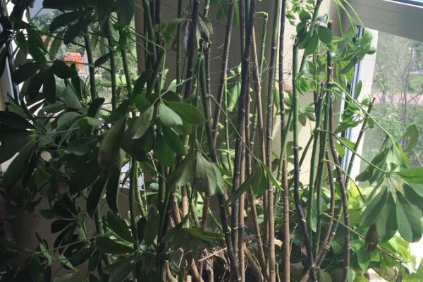 发财树只剩下树干还能不能发芽，若是枝干茂盛且健壮便还能发芽