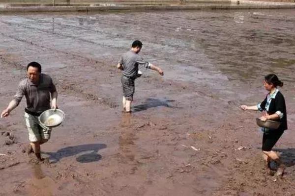 Y两优9918水稻种的优点，具有熟期早、超大穗、耐高温等特点