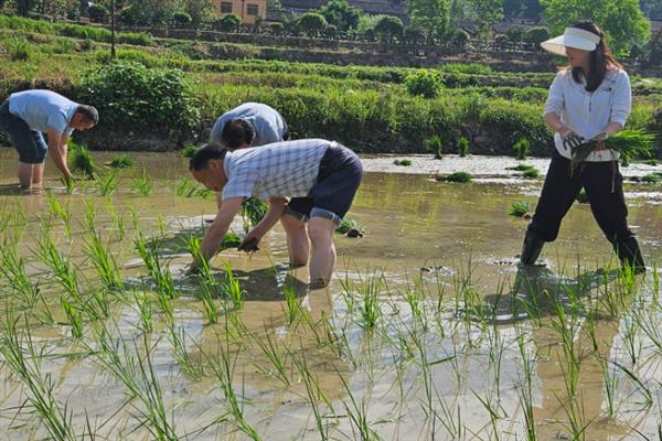 Y两优9918水稻种的优点，具有熟期早、超大穗、耐高温等特点
