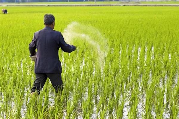 Y两优9918水稻种的优点，具有熟期早、超大穗、耐高温等特点