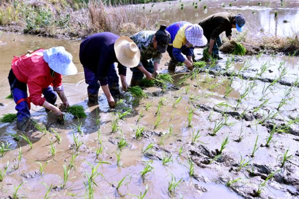 Y两优9918水稻种的优点，具有熟期早、超大穗、耐高温等特点