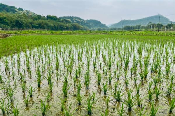 Y两优9918水稻种的优点，具有熟期早、超大穗、耐高温等特点