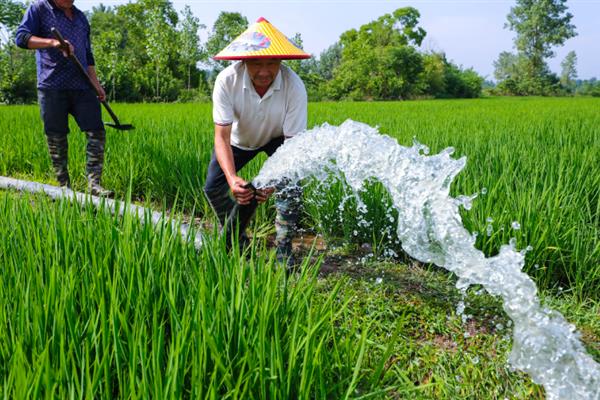 Y两优9918水稻种的优点，具有熟期早、超大穗、耐高温等特点