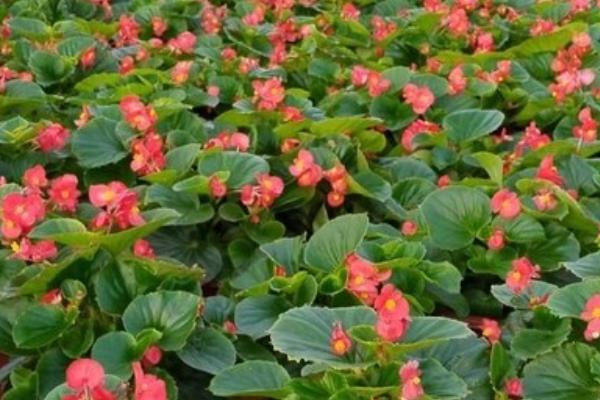 海棠树的开花时间，一般为4-5月份