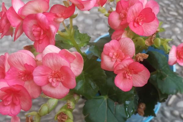 海棠树的开花时间，一般为4-5月份