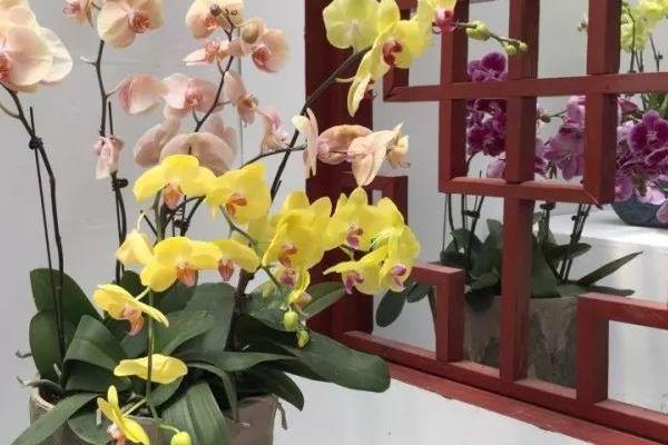 海棠树的开花时间，一般为4-5月份