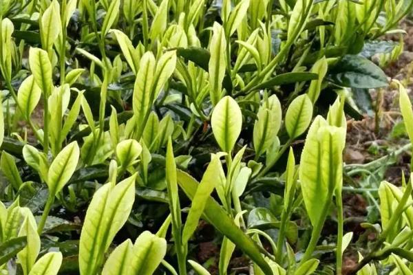 乌龙茶是什么茶，属于青茶