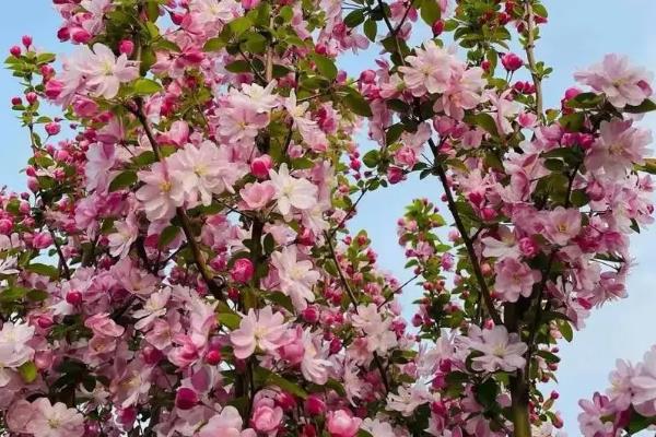 海棠树的开花时间，一般为4-5月份