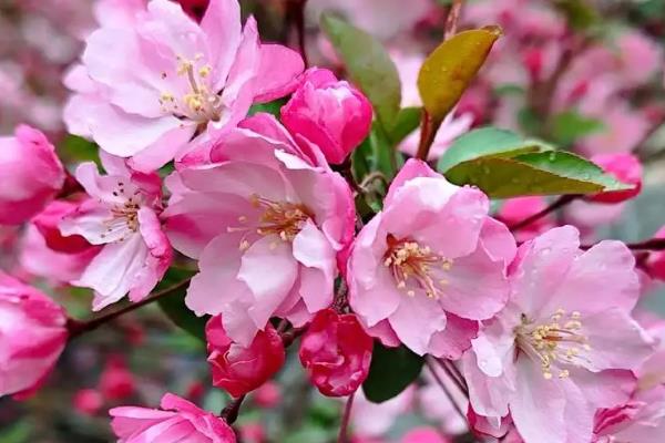 海棠树的开花时间，一般为4-5月份