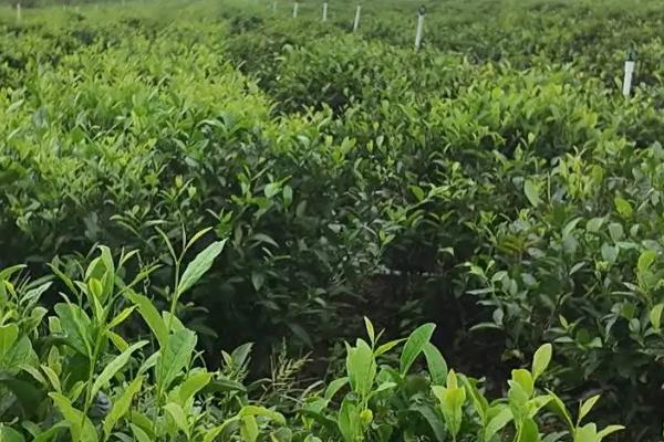 乌龙茶是什么茶，属于青茶