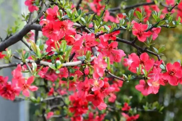 海棠树的开花时间，一般为4-5月份