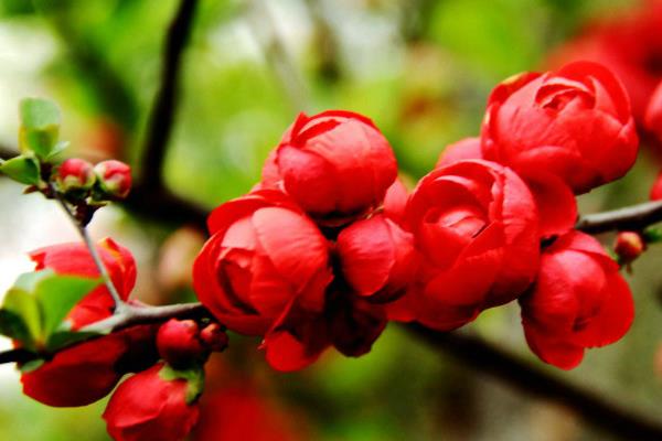 海棠树的开花时间，一般为4-5月份
