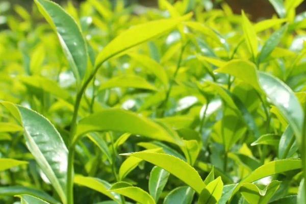 乌龙茶是什么茶，属于青茶