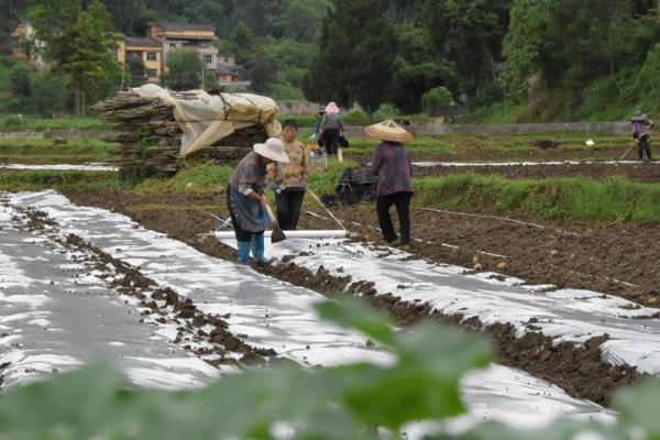 冬瓜苗的移栽时间，长出2-3片真叶即可移栽