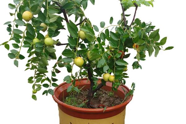 枣树苗的适宜种植时间，以春季和秋季为主
