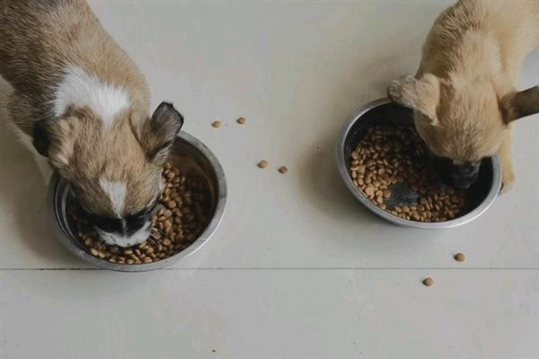 肉狗的养殖注意事项，环境尽量选择偏安静一点地方