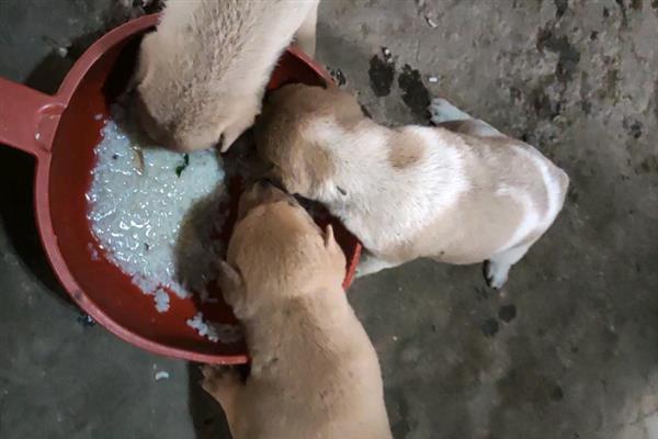 肉狗的养殖注意事项，环境尽量选择偏安静一点地方