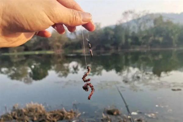 薯香型商品饵料种类，常见的有红薯鲤、九一八甜薯等