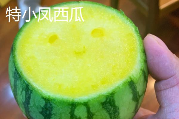 特小凤西瓜与普通西瓜的区别，甜度、果瓤、大小均不同