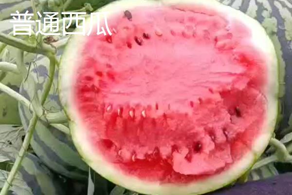 特小凤西瓜与普通西瓜的区别，甜度、果瓤、大小均不同