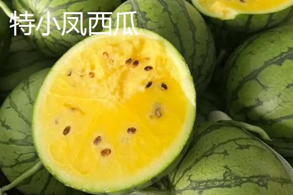 特小凤西瓜与普通西瓜的区别，甜度、果瓤、大小均不同
