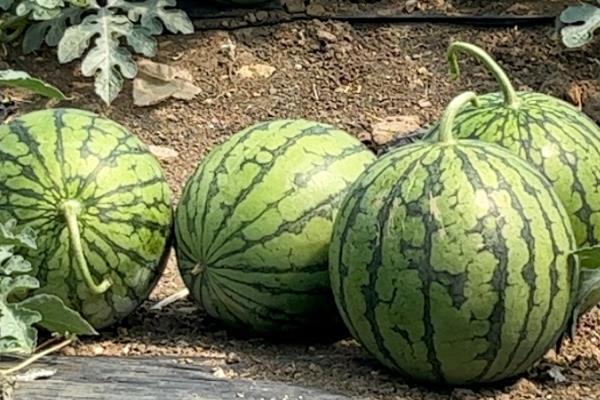 特小凤西瓜与普通西瓜的区别，甜度、果瓤、大小均不同