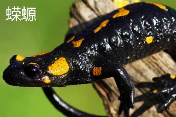 方舟蝾螈吃什么饲料，主要吃活的小鱼、蝌蚪、小青蛙等