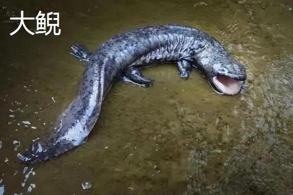 方舟蝾螈吃什么饲料，主要吃活的小鱼、蝌蚪、小青蛙等