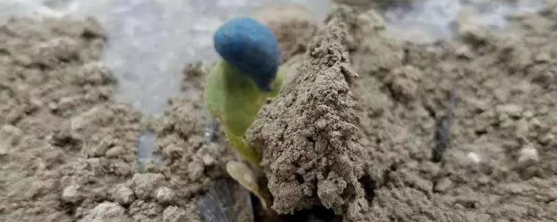 棉花戴钢盔出土的危害，会导致大小苗和晚苗的出现