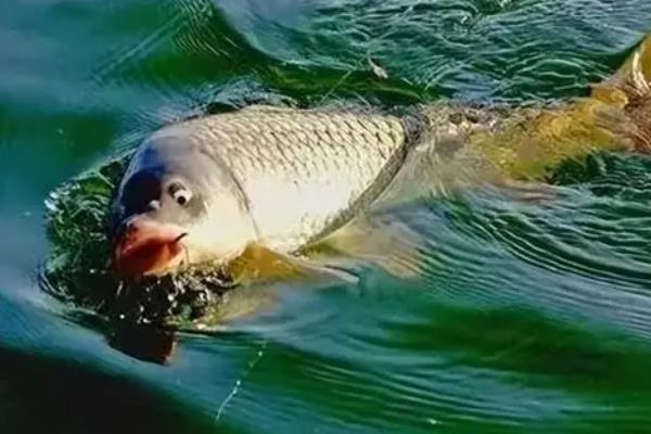 夏季钓鲤鱼效果好吗,掌握好技巧便容易钓到