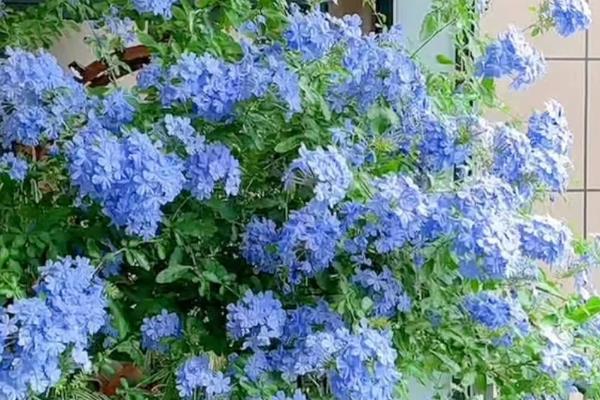 蓝雪花的花期，从5月可持续到9月