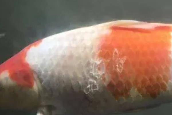 鱼身上有白毛毛的原因，可能是得了水霉病