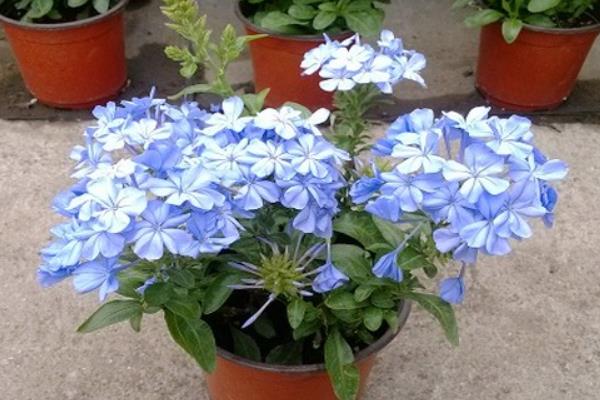 蓝雪花的花期，从5月可持续到9月