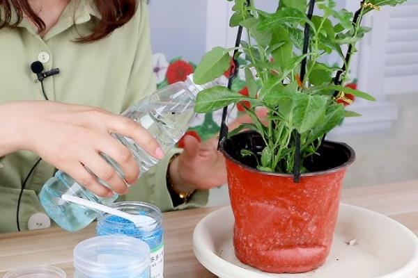 蓝雪花的花期，从5月可持续到9月