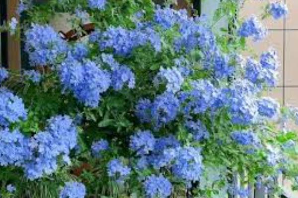 蓝雪花的花期，从5月可持续到9月