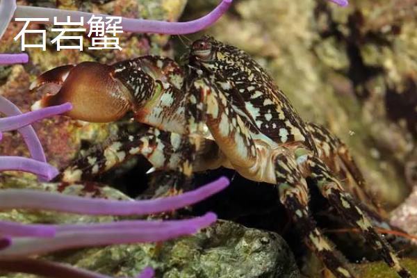 石岩蟹和帝王蟹有什么区别，品种、体型和生长习性均不同