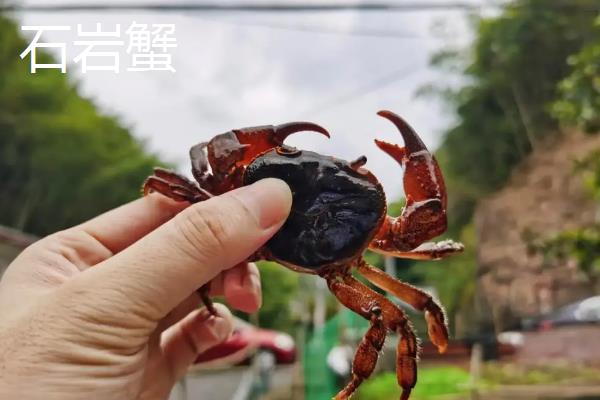 石岩蟹和帝王蟹有什么区别，品种、体型和生长习性均不同