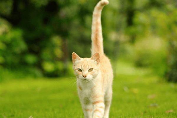 猫在几月份发情，一般在6-12月龄时开始发情